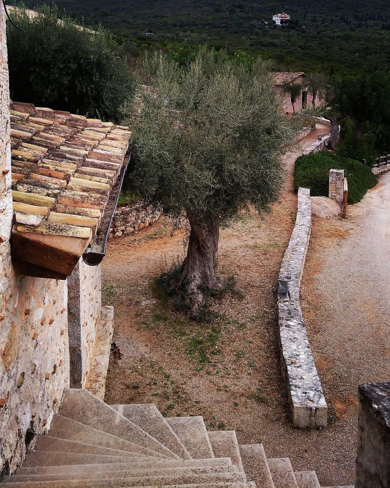 greece wine olives olive tree