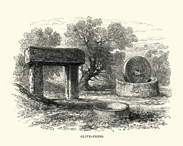 Historia Użytkowania Oliwy i Uprawy Oliwek 3 istockphoto 952818320 612x612 1