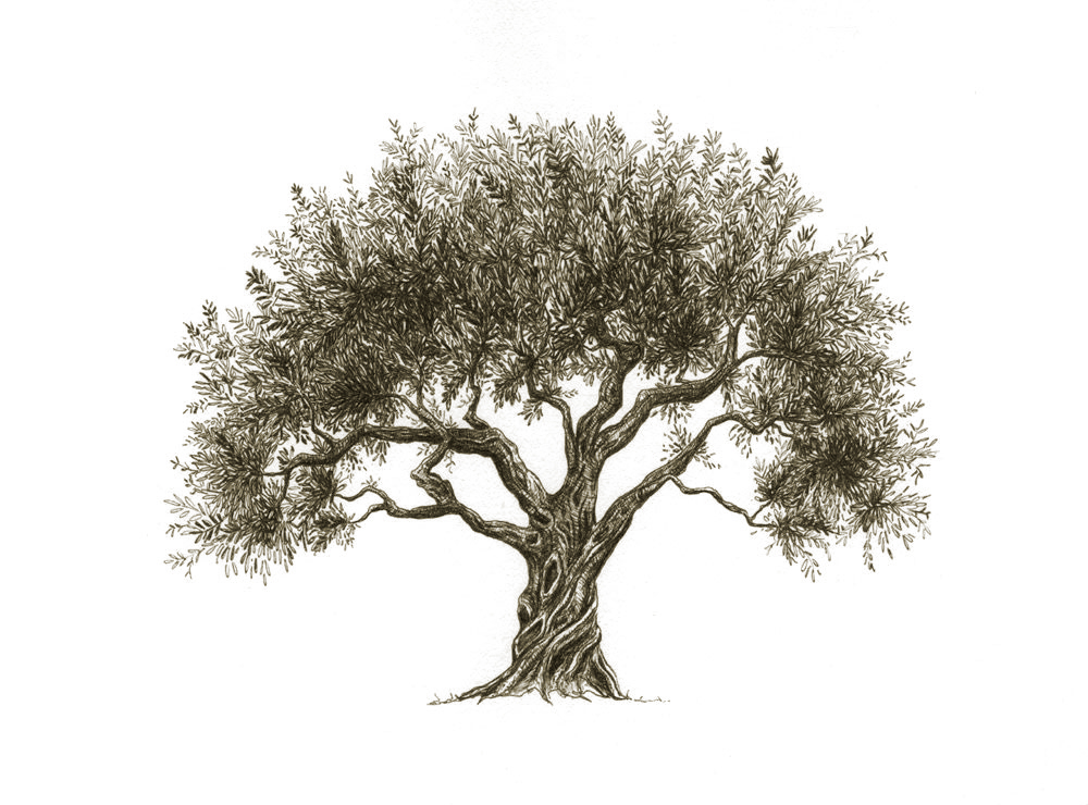 Historia Użytkowania Oliwy i Uprawy Oliwek 2 olive trre antique1 1
